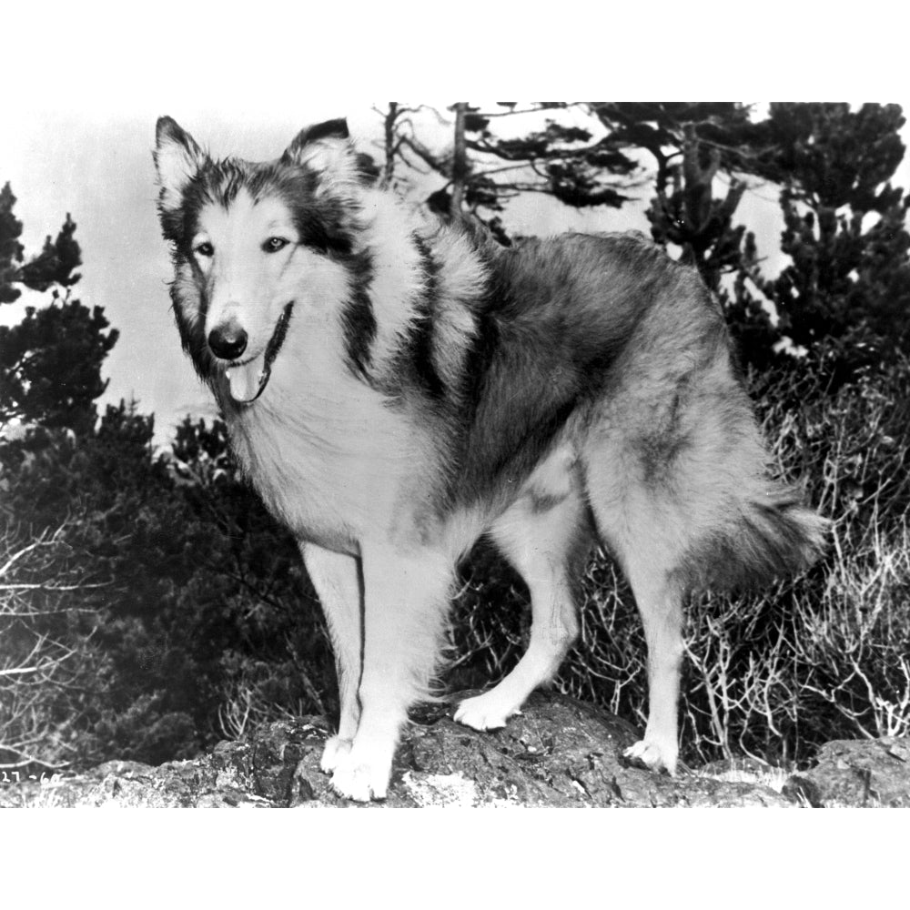 A portrait of Lassie Photo Print Image 1