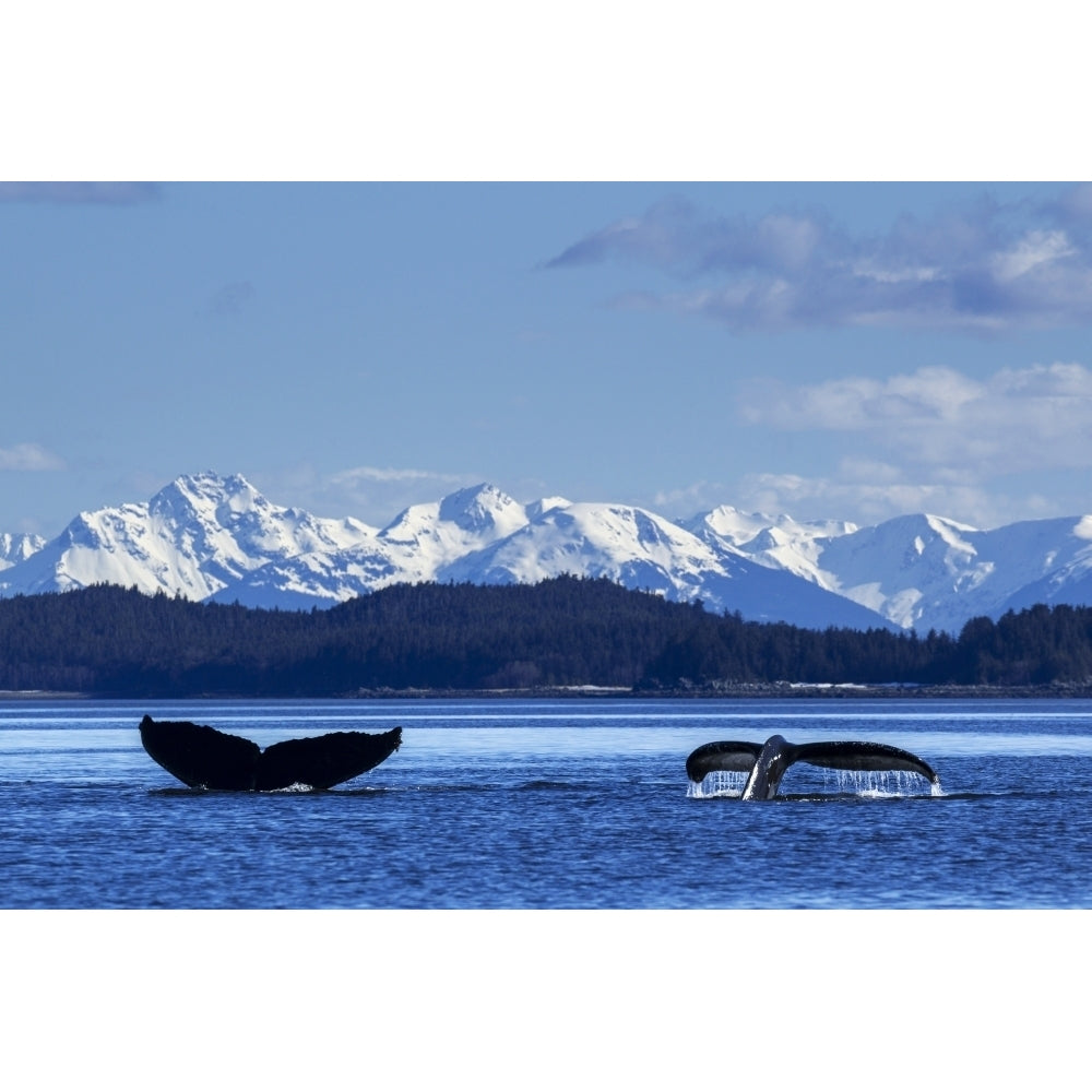 A pair of Humpback Whale tails as they dive beneath the surface Lynn Canal Inside Passage Southeast Alaska Image 1