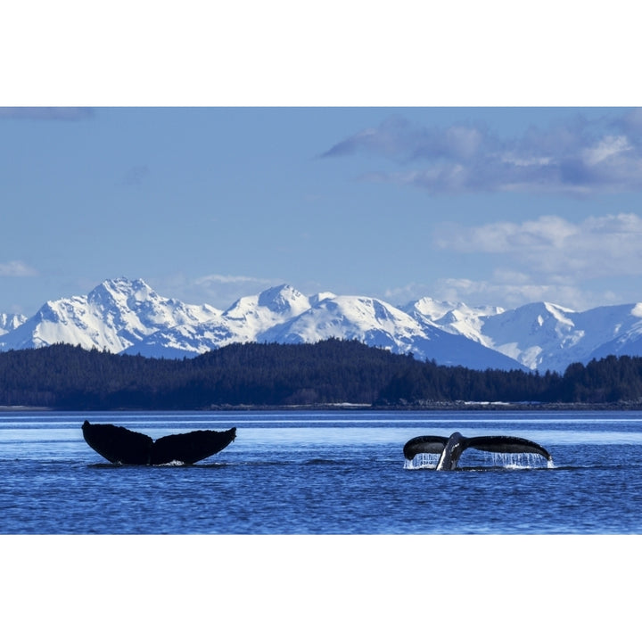 A pair of Humpback Whale tails as they dive beneath the surface Lynn Canal Inside Passage Southeast Alaska Image 2