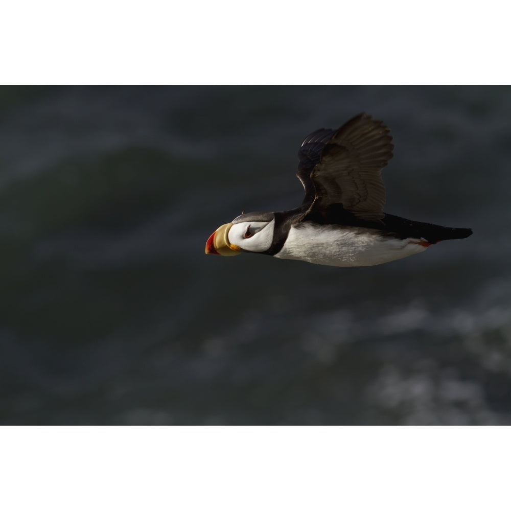 Horned puffin in flight over ocean Walrus Islands State Game Sanctuary Round Island Bristol Bay Western Alaska Image 2