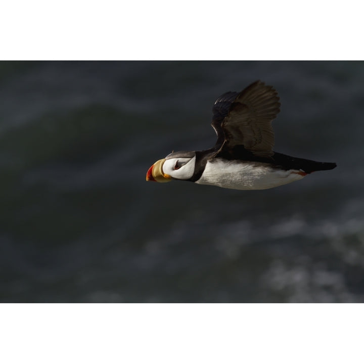 Horned puffin in flight over ocean Walrus Islands State Game Sanctuary Round Island Bristol Bay Western Alaska Image 2