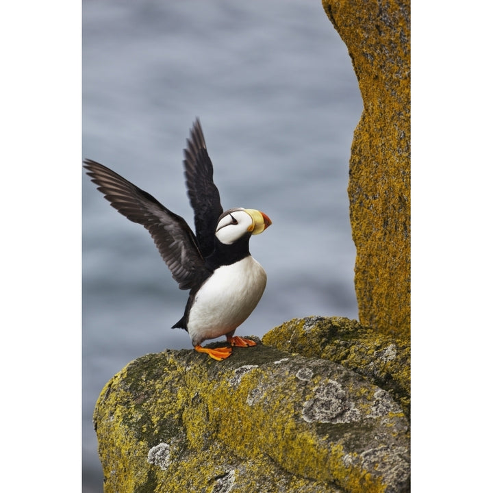 Horned puffin standing on lichen-covered boulder Image 2