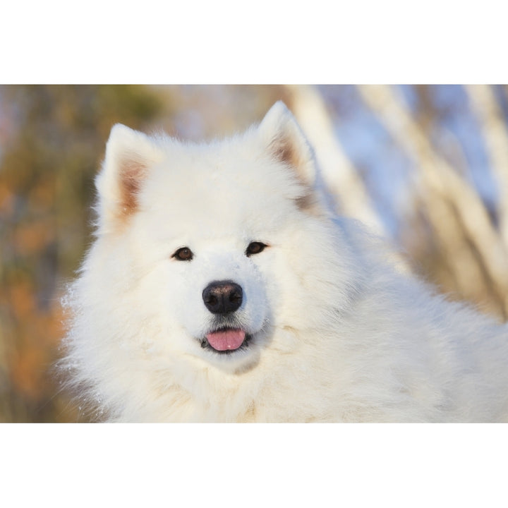 Portrait of Samoyed dog in the snow; Ledyard Connecticut USA Poster Print Image 2