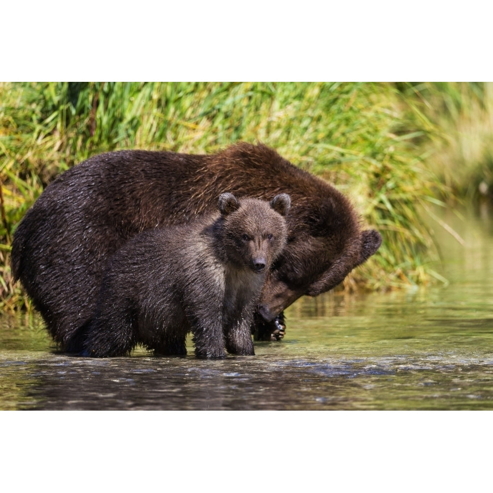 Coastal brown bear and cub fishing in a river Katmai National Park and Preserve Southwest Alaska Print Image 2