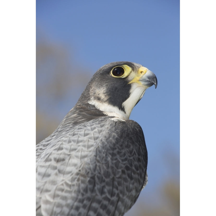 Peregrine falcon; Connecticut USA Poster Print Image 1