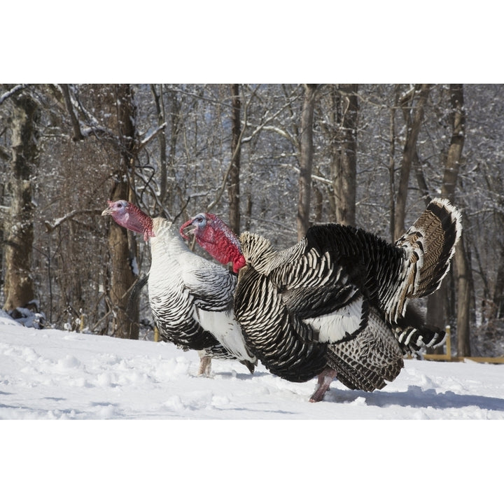 Male Narragansett Turkey and male Royal Palm Turkey gobbling and displaying free ranging in snow both rare legacy bree 3 Image 1