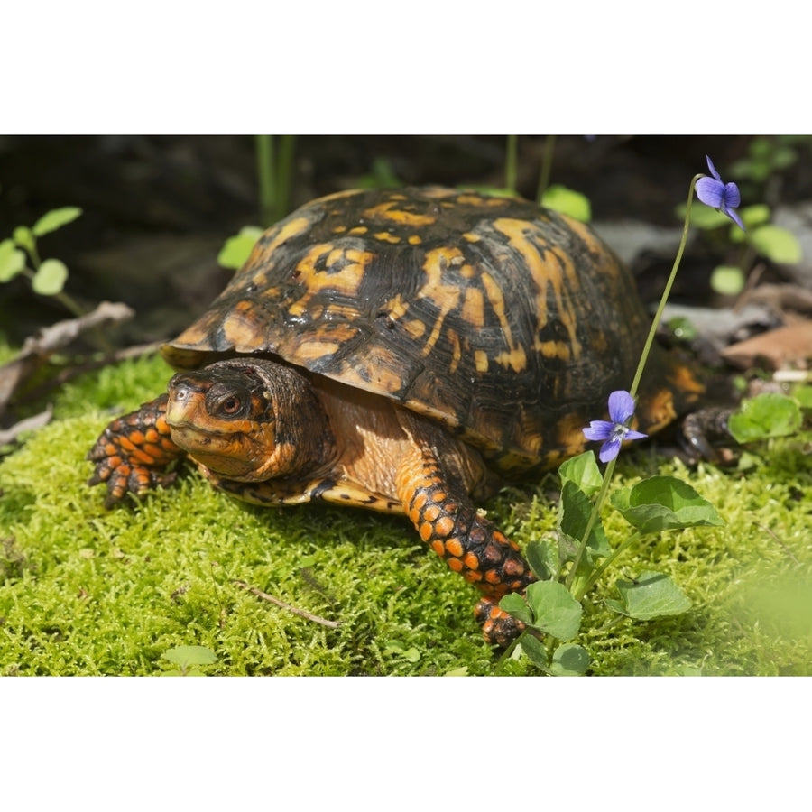 Eastern box turtle on sphagnum moss among blue violets; Connecticut USA Poster Print Image 1