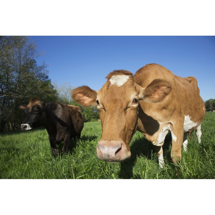 Jersey cow with Guernsey in spring pasture; Granby Connecticut United States of America Print Image 1