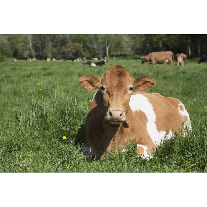 Guernsey cow chewing cud lying in lush spring meadow; Granby Connecticut United States of America Print Image 1