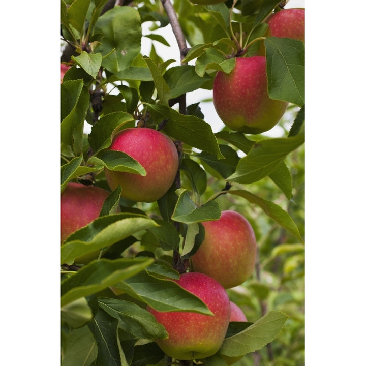 Apples growing on a tree; Rougemont Quebec Canada Poster Print Image 1