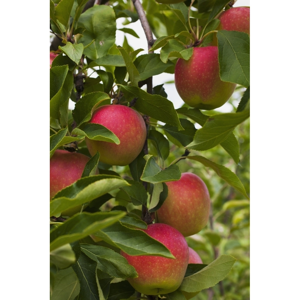 Apples growing on a tree; Rougemont Quebec Canada Poster Print Image 2