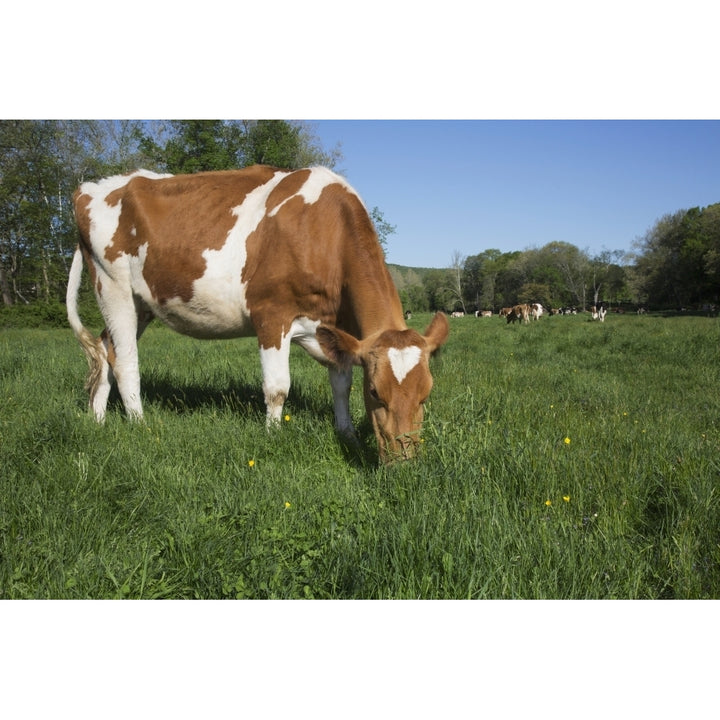 Guernsey heifer grazing in spring pasture; Granby Connecticut United States of America Poster Print Image 2