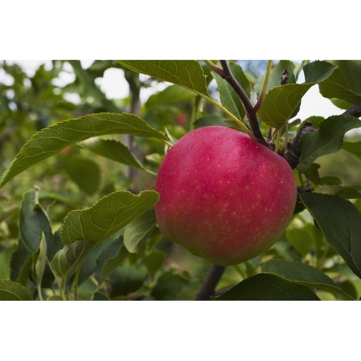 Close up of an apple growing on a tree; Rougemont Quebec Canada Poster Print Image 1