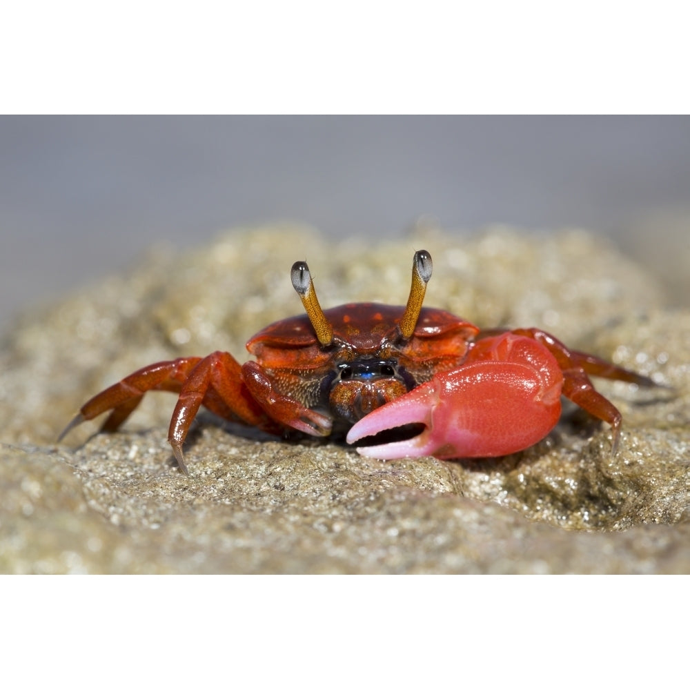 Fiddler crab on the sand on the Island of Yap; Yap Micronesia Poster Print Image 1