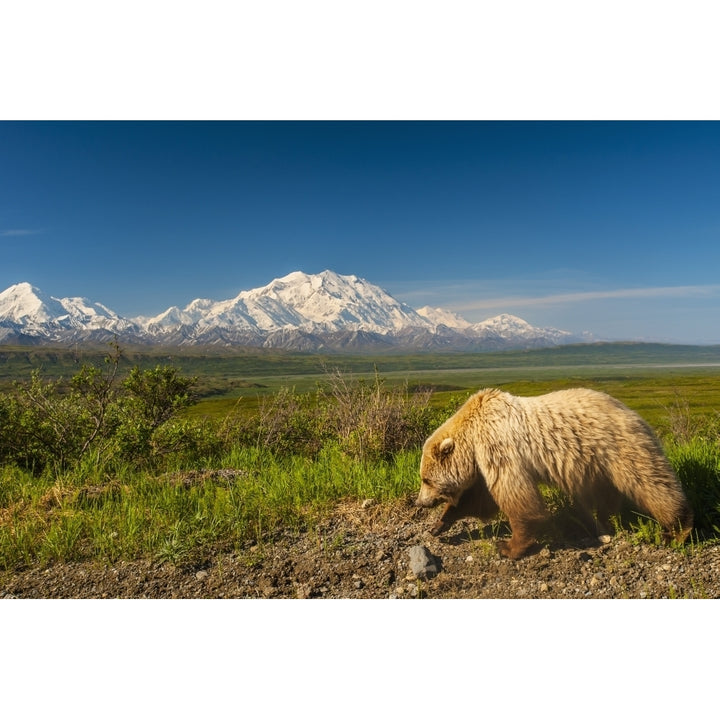 A Grizzly Bear walking alongside the Park Road in Area 14 with Mount McKinley in the Background Denali National Park I 1 Image 2