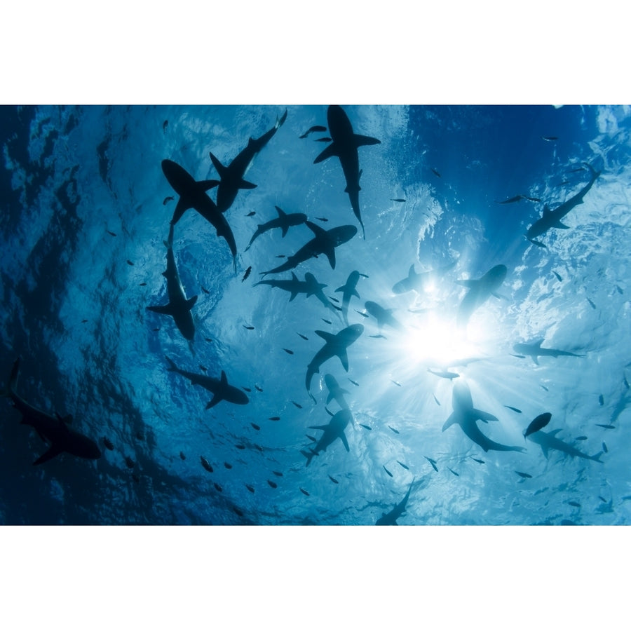 School of Grey reef sharks at the surface of the water off the island of Yap; Yap Micronesia Image 1