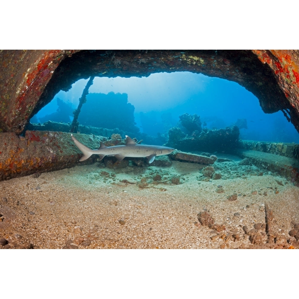 A Whitetip reef shark swims by some of the remains of Mala Wharf which was destroyed by a storm; Maui Hawaii United St 1 Image 1