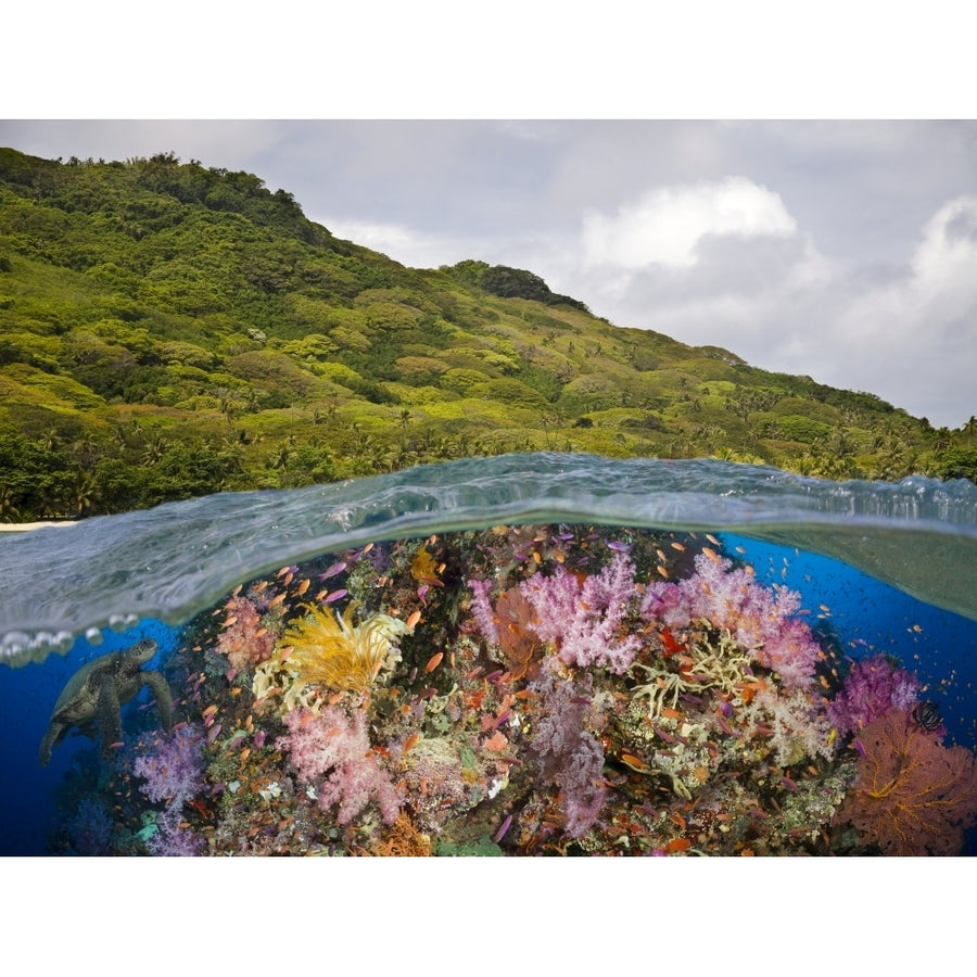 A half above half below look at a Fijian reef with alconarian and gorgonian coral and a green sea turtle; Fiji Image 1