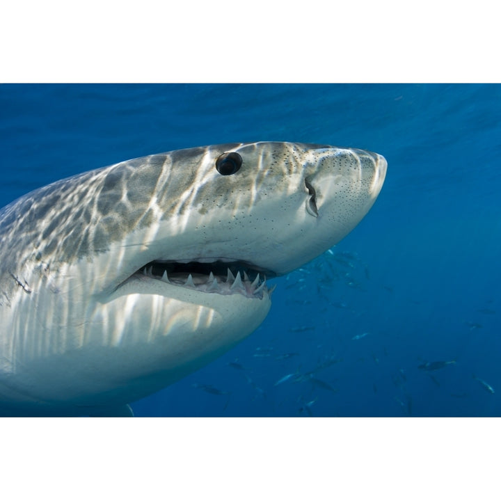 Great white shark Image 1