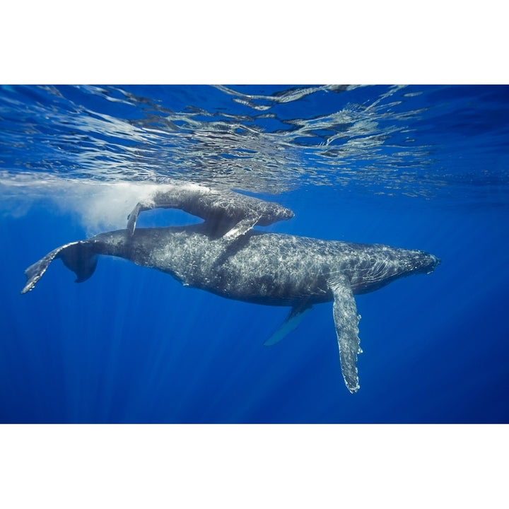 A mother and calf pair of humpback whales come to the waters surface; Maui Hawaii United States of America Image 1