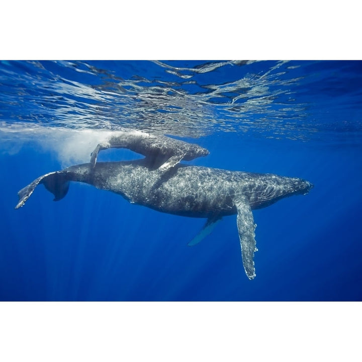 A mother and calf pair of humpback whales come to the waters surface; Maui Hawaii United States of America Image 1