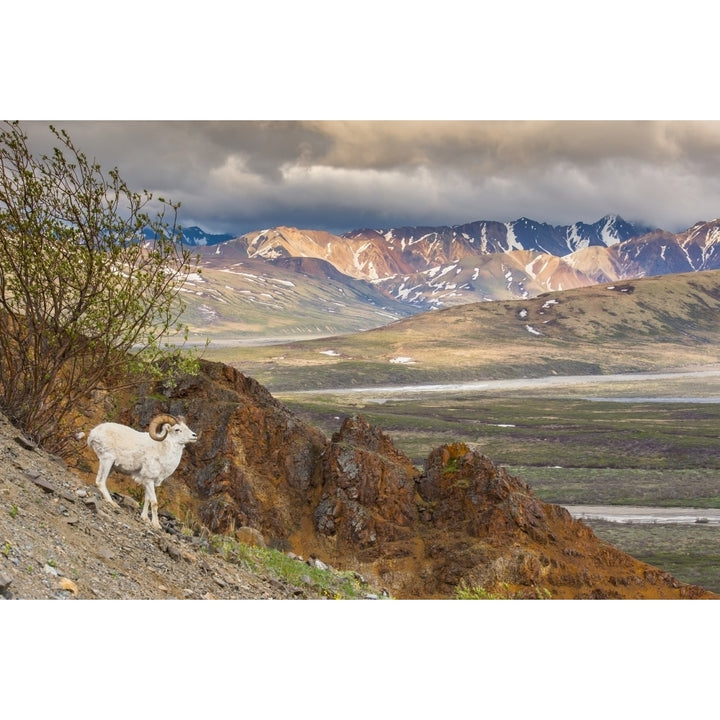 Adult ram Dall Sheep on a hillside overlooking Polychrome Pass and the Alaska Range Denali National Park Interior Alas 1 Image 1