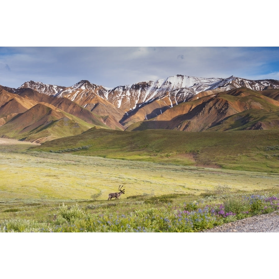 A bull caribou approaching the Park Road near Highway Pass in Denali National Park Interior Alaska Print Image 1