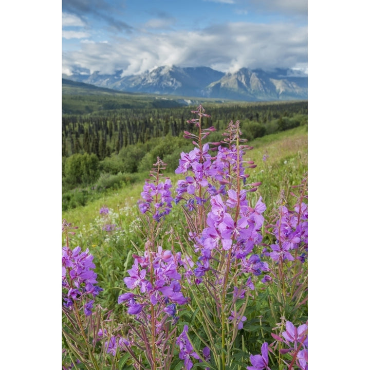 Scenic view of landscape near Palmer Alaska with Fireweed in the foreground Southcentral Alaska summer Image 1