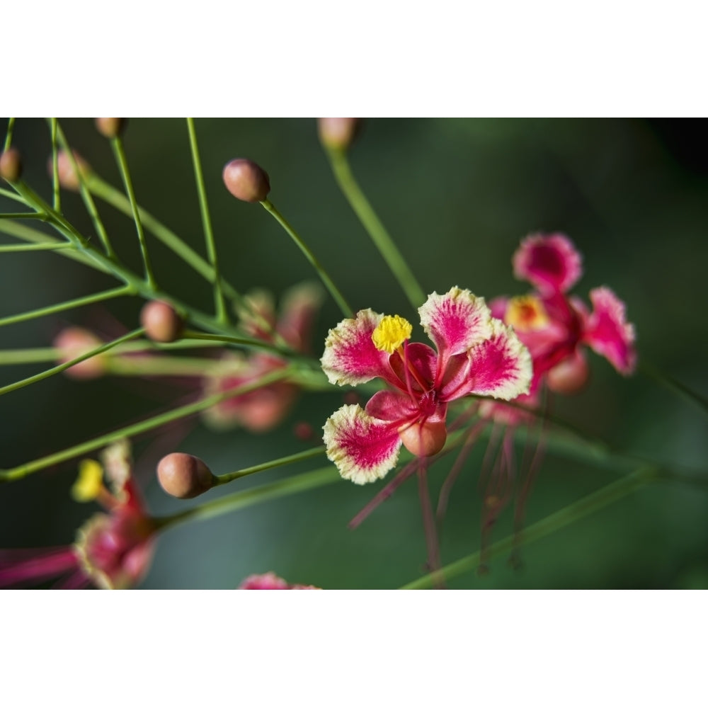 Pride of Barbados ; Antigua West Indies Poster Print Image 2