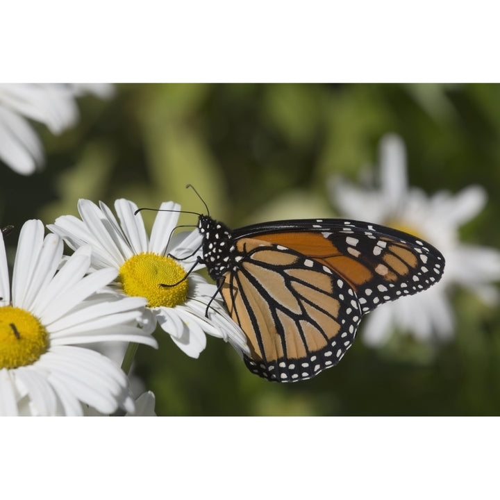 Monarch Butterfly nectaring on a Montauk Daisy in autumn; Madison Connecticut United States of America Image 1