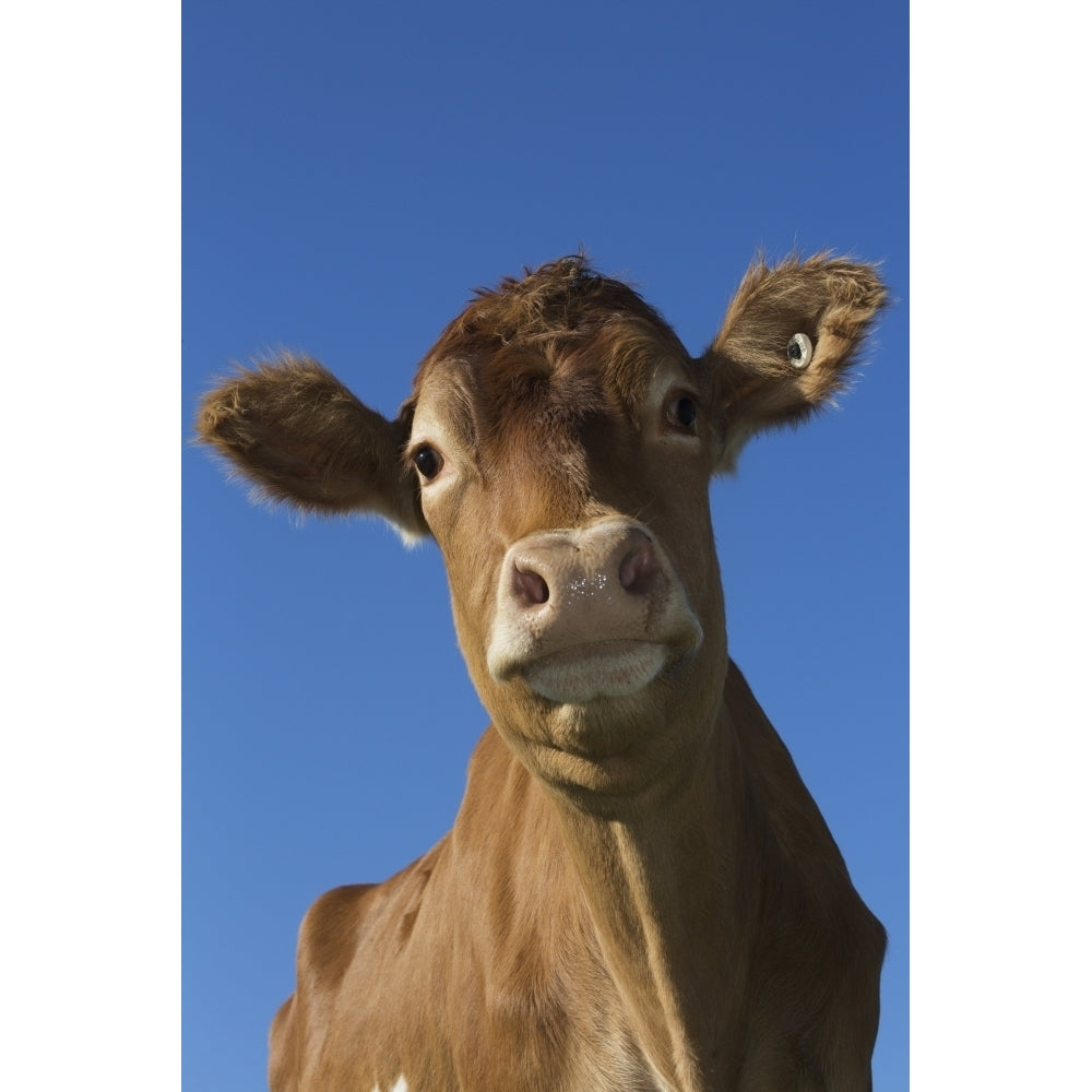 Guernsey dairy cow; Granby Connecticut United States of America Poster Print Image 2