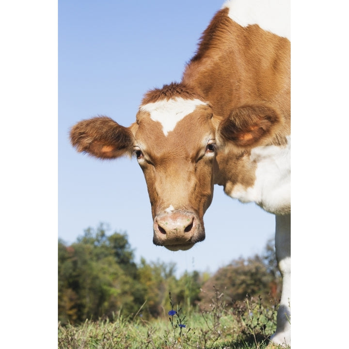 Guernsey dairy cow; Granby Connecticut United States of America Poster Print Image 1