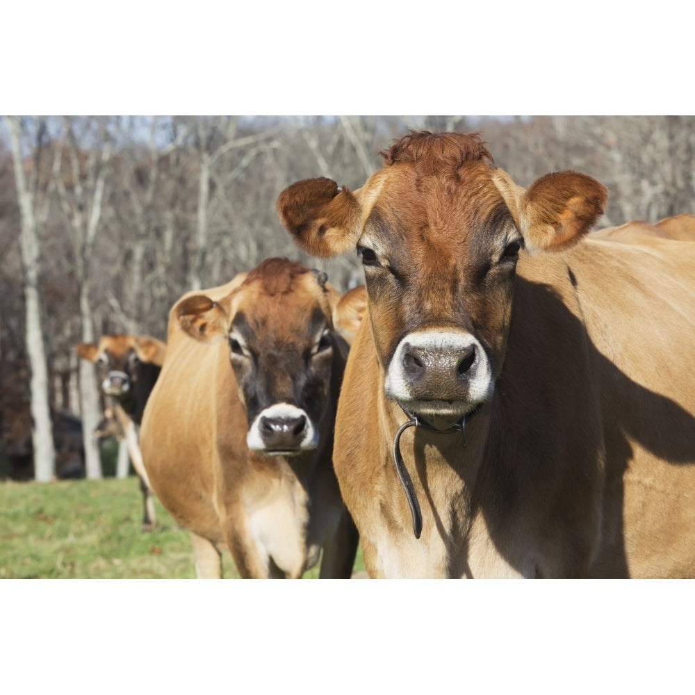 Jersey cows in autumn pasture Baldwin Brook Farm; Canterbury Connecticut United States of America Print Image 2