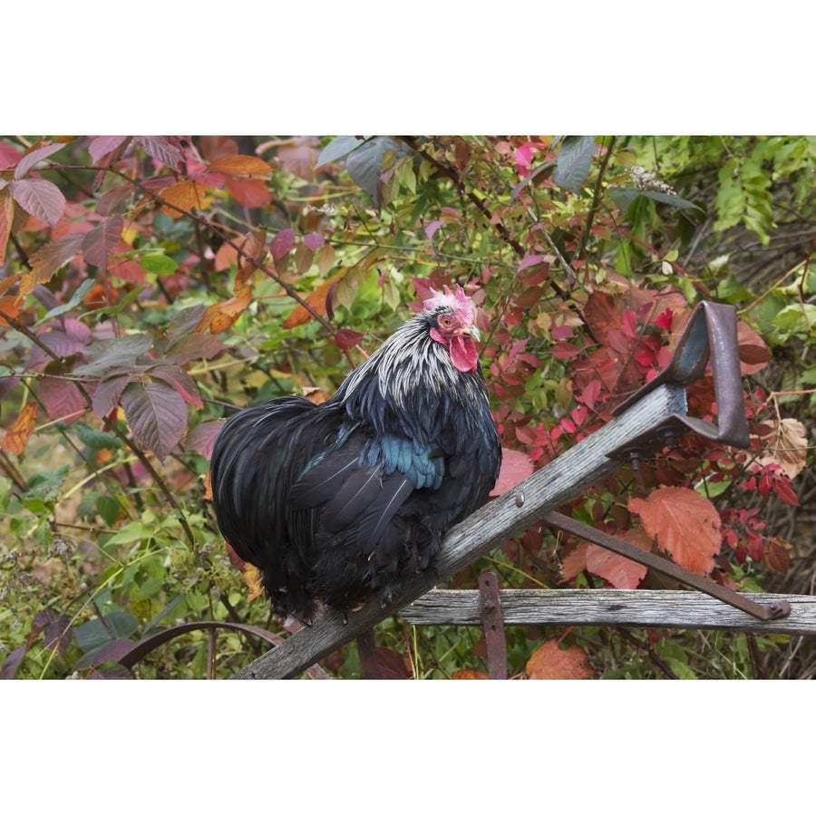 Bantam Black Cochin rooster perched on handle of old wooden plough in autumn Image 1