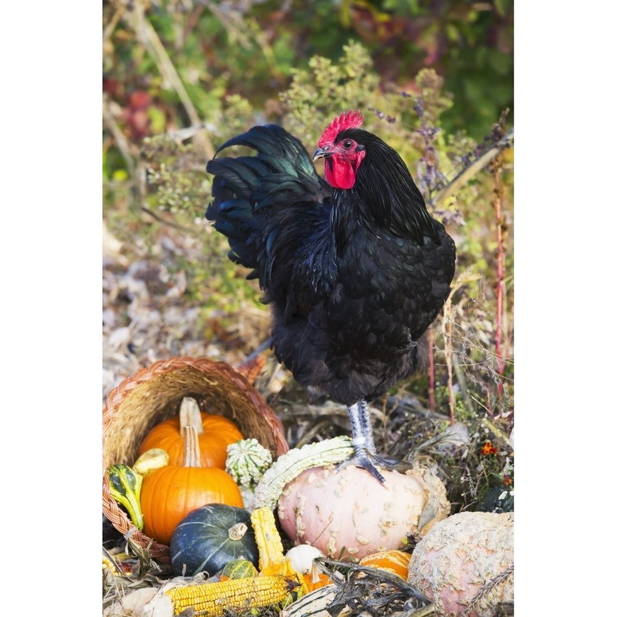 Large black Australorp rooster among gourds in autumn garden; Higganum Connecticut United States of America Image 1