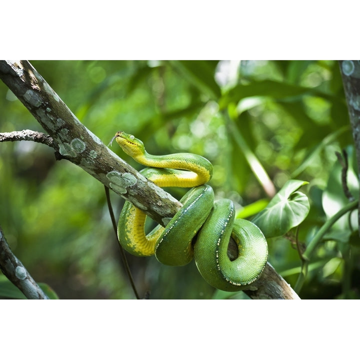 Green tree snake ; Madang Province Papua Guinea Poster Print Image 1