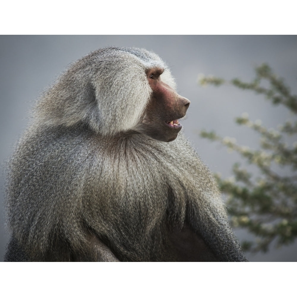 Mountain Baboon; Taif Saudi Arabia Poster Print Image 1