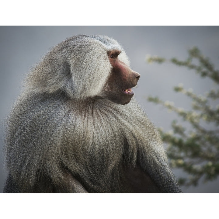 Mountain Baboon; Taif Saudi Arabia Poster Print Image 2