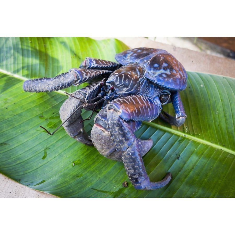 Coconut crab ; Vanuatu Poster Print Image 1