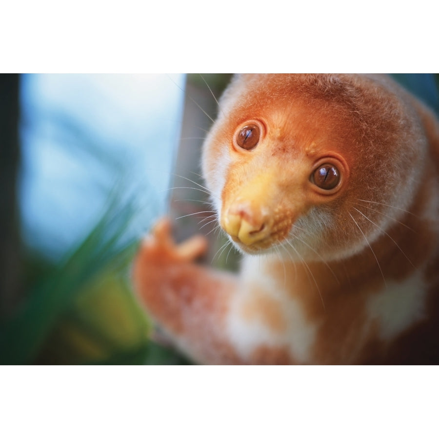 A cuscus ; Papua Guinea Poster Print Image 1