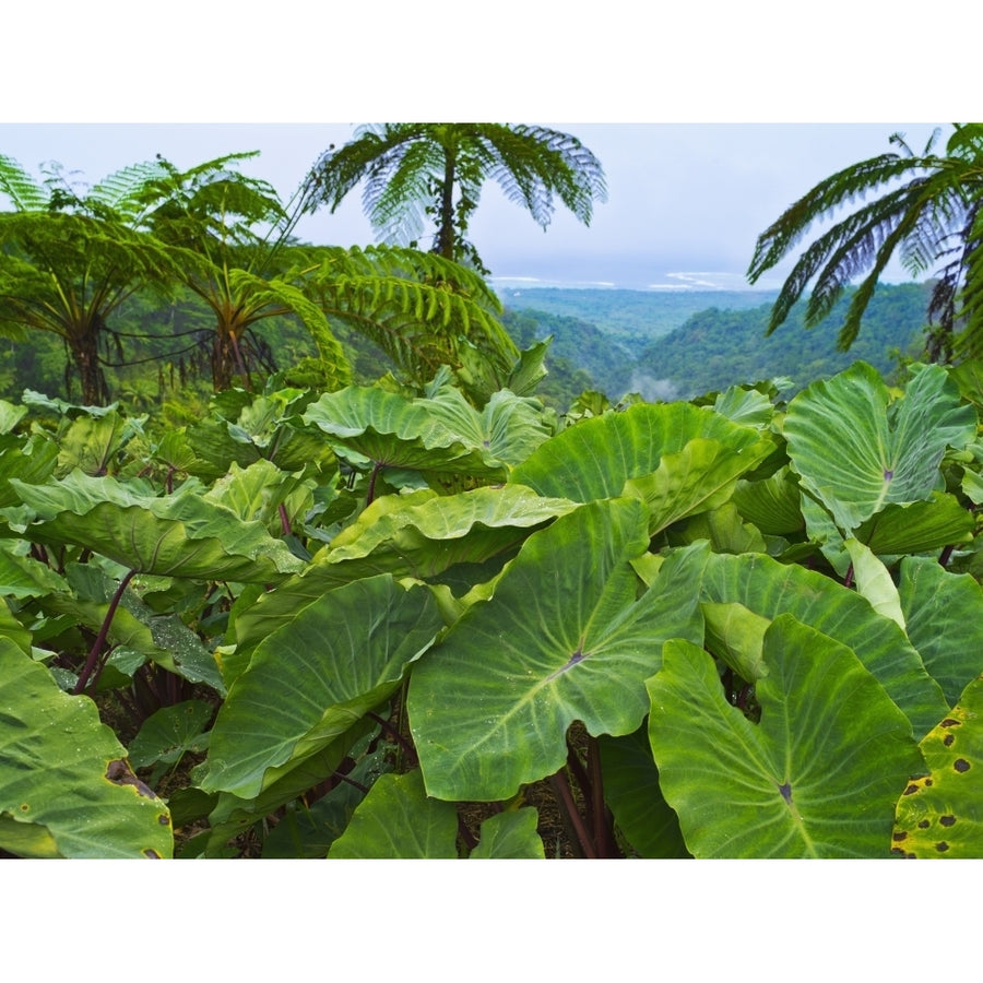 Overlooking taro leaves onto Samoas southeast coast; Upolu Island Samoa Poster Print Image 1