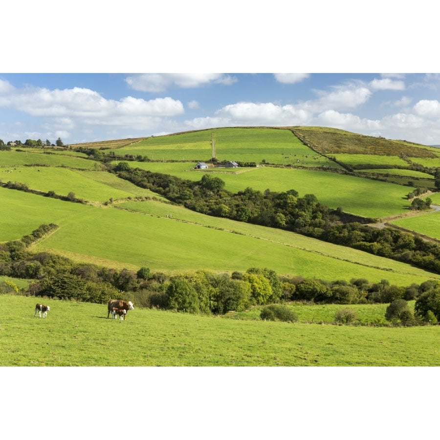 Cattle grazing on lush green hilly pastures with trees separating fields; County Kerry Ireland Poster Print Image 1