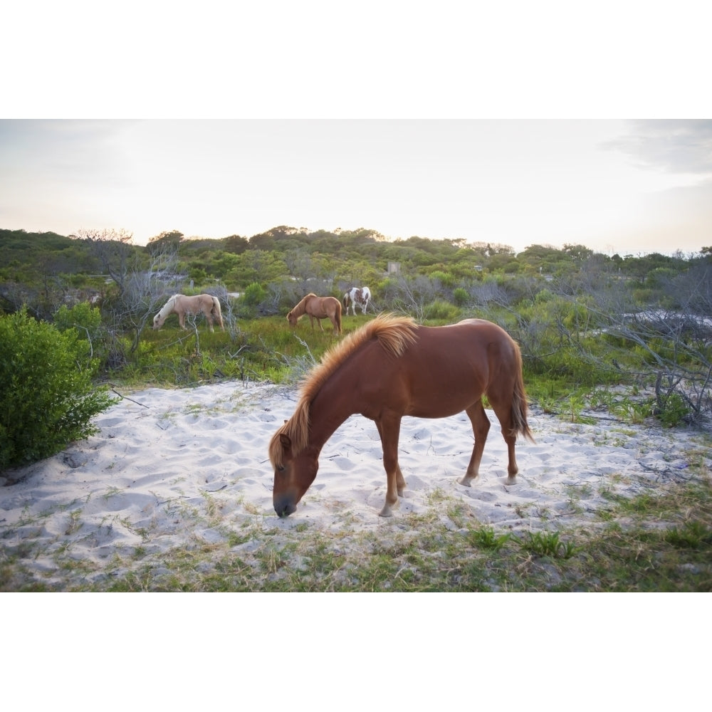 Horses grazing at Assateague Island National Seashore; Maryland United States of America Poster Print Image 2