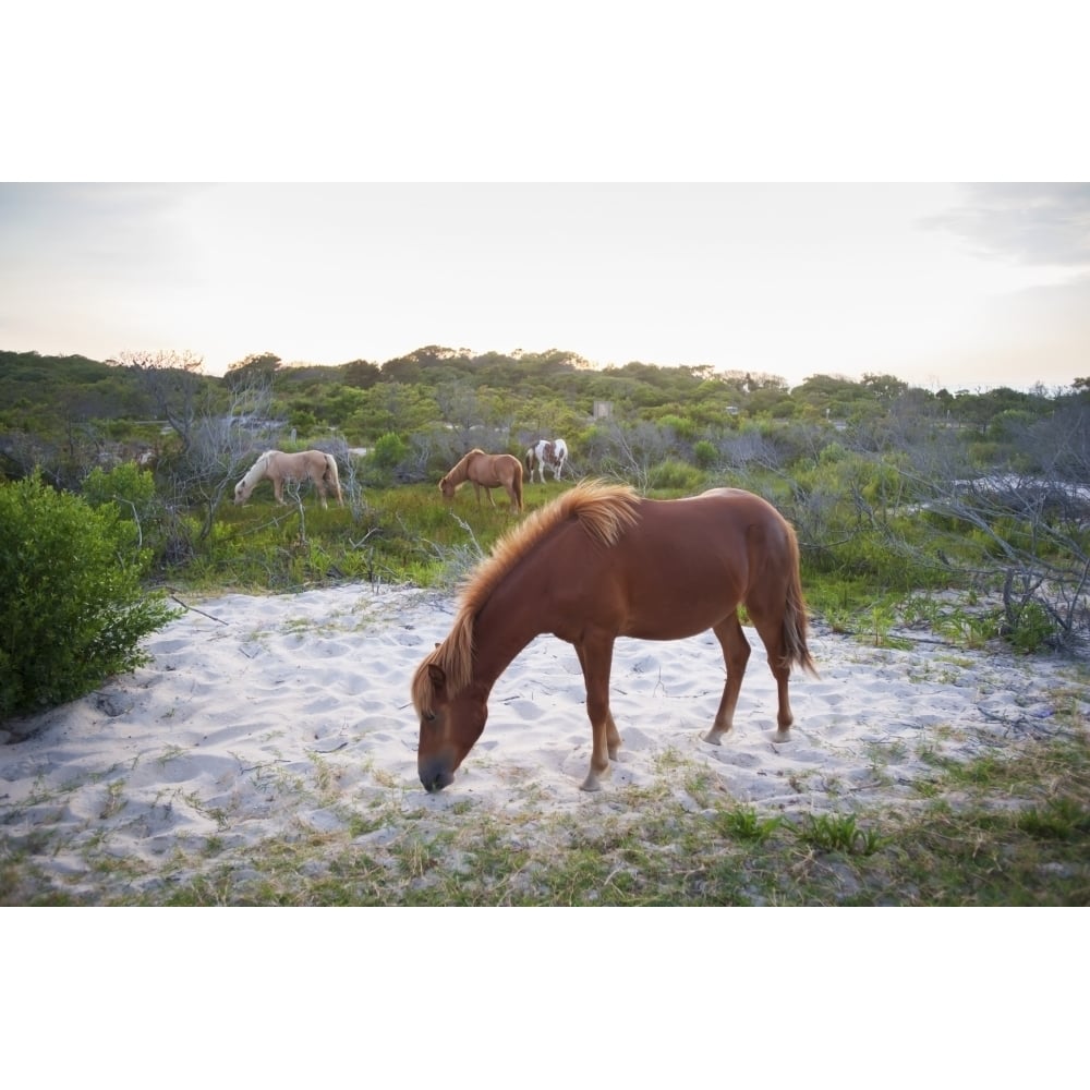 Horses grazing at Assateague Island National Seashore; Maryland United States of America Poster Print Image 1