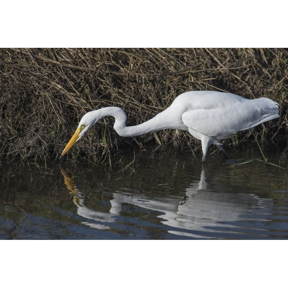 A Great Egret stalks small fish; Ridgefield Washington United States of America Poster Print by Robert L. Image 2