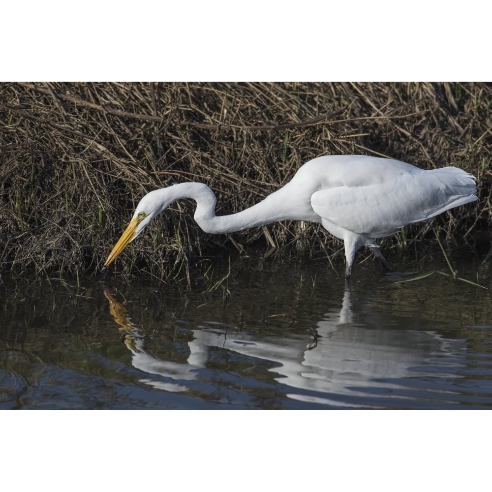 A Great Egret stalks small fish; Ridgefield Washington United States of America Poster Print by Robert L. Image 1