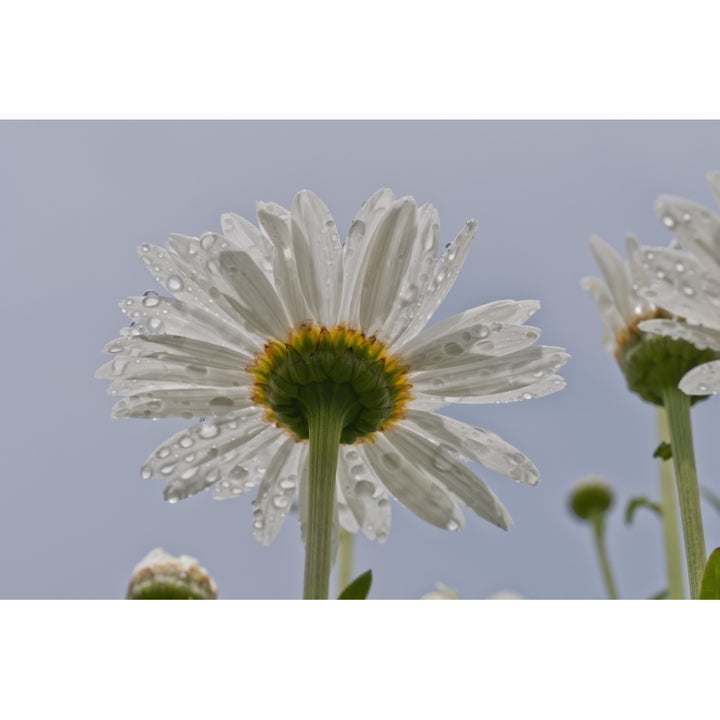 Raindrops cling to daisy petals; Astoria Oregon United States of America Poster Print Image 2