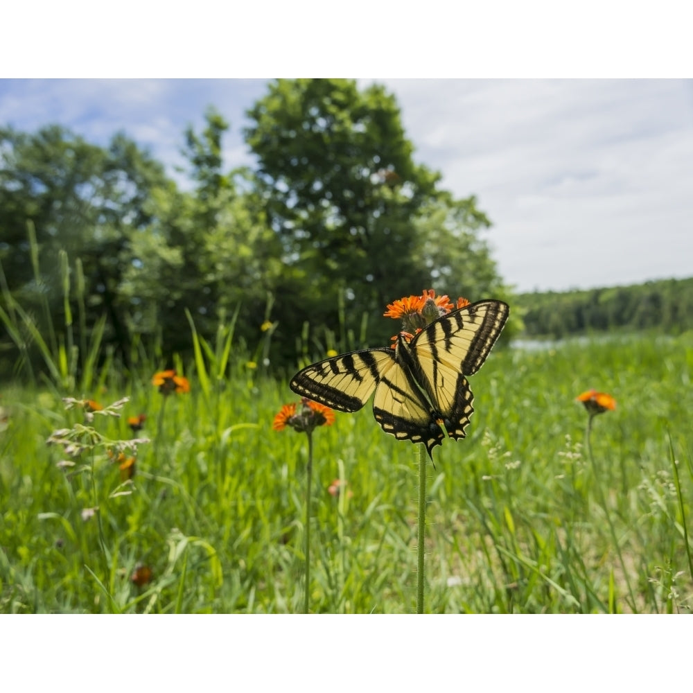 Eastern tiger swallowtail butterfly resting on flowers; Ontario Canada Poster Print Image 2