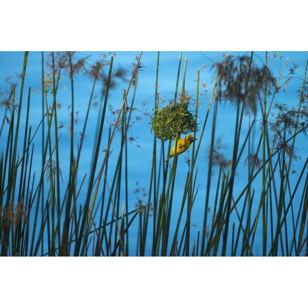 Masked Weaver hanging from nest on the banks of the Shire River Liwonde National Park; Malawi Poster Print Image 1