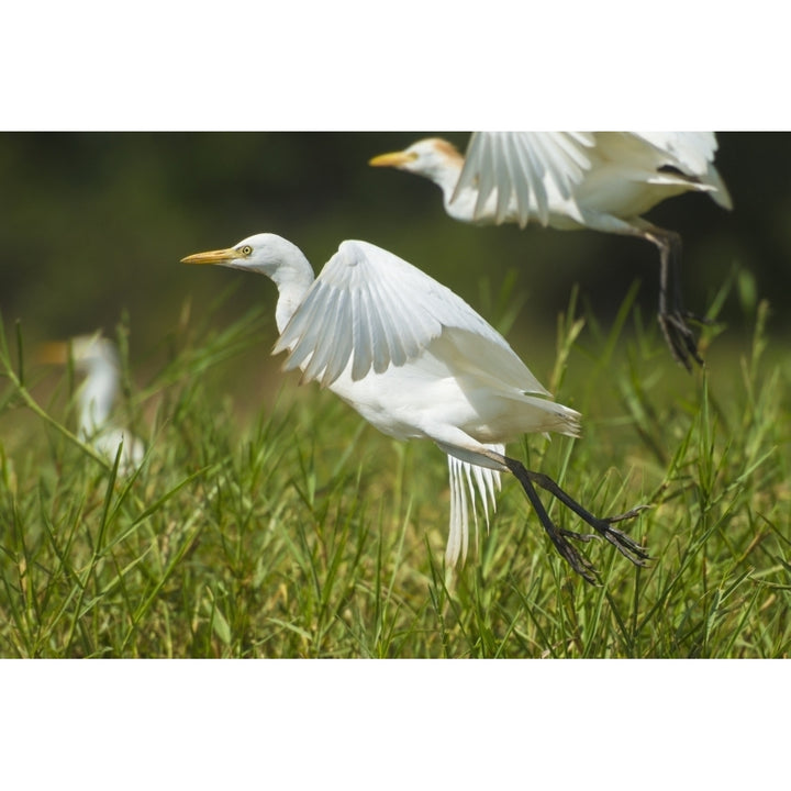 Egrets taking flight Liwonde National Park; Malawi Poster Print Image 1